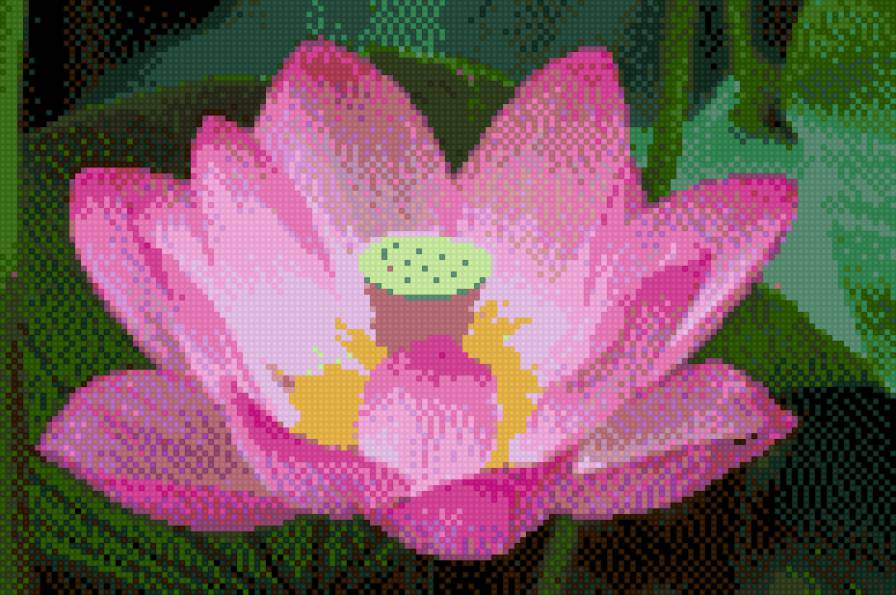 Лотос - растения - предпросмотр