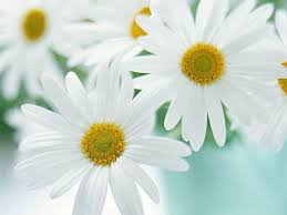 Ромушки - лето, ромашки, цветы - оригинал