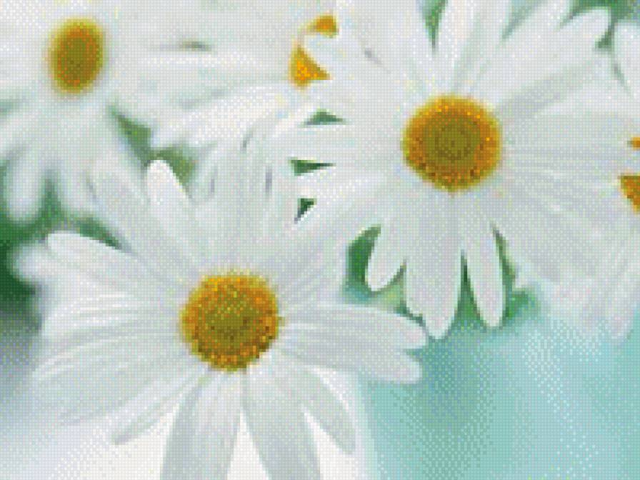 Ромушки - цветы, ромашки, лето - предпросмотр