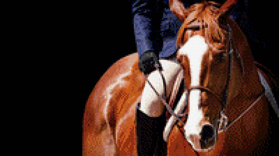 конный спорт - лошадь, конный спорт - предпросмотр
