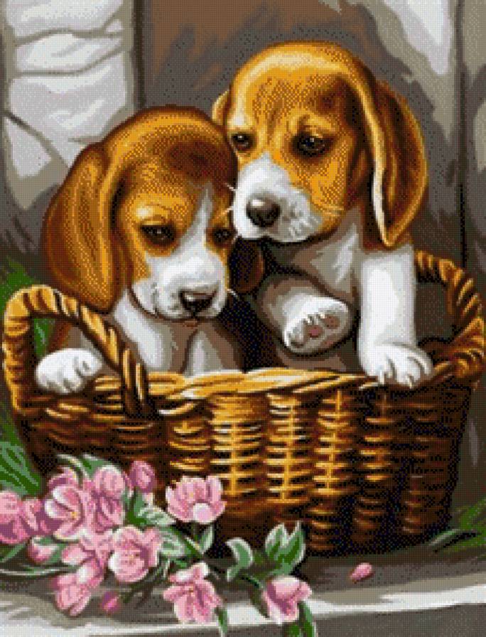 милые малыши - бигль, щенок, розовые цветы, домашние животные, собака, корзина - предпросмотр