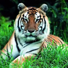 тигр в траве