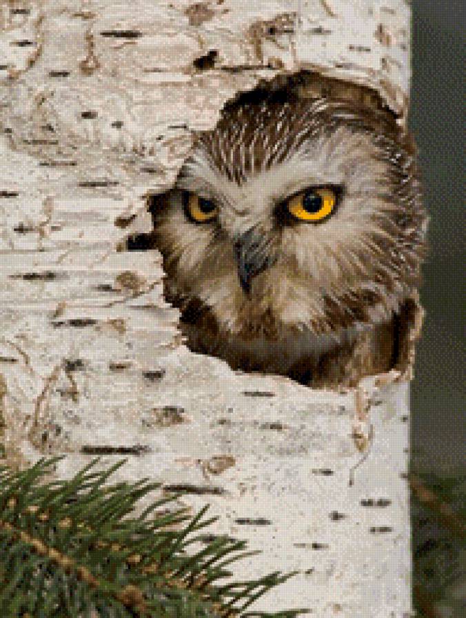 сова - птицы, животные, совы - предпросмотр
