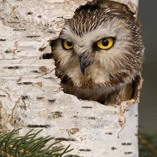 Схема вышивки «сова»