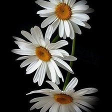 Схема вышивки «№1104490»