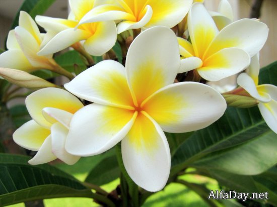 Жасмин - цветы, жасмин - оригинал