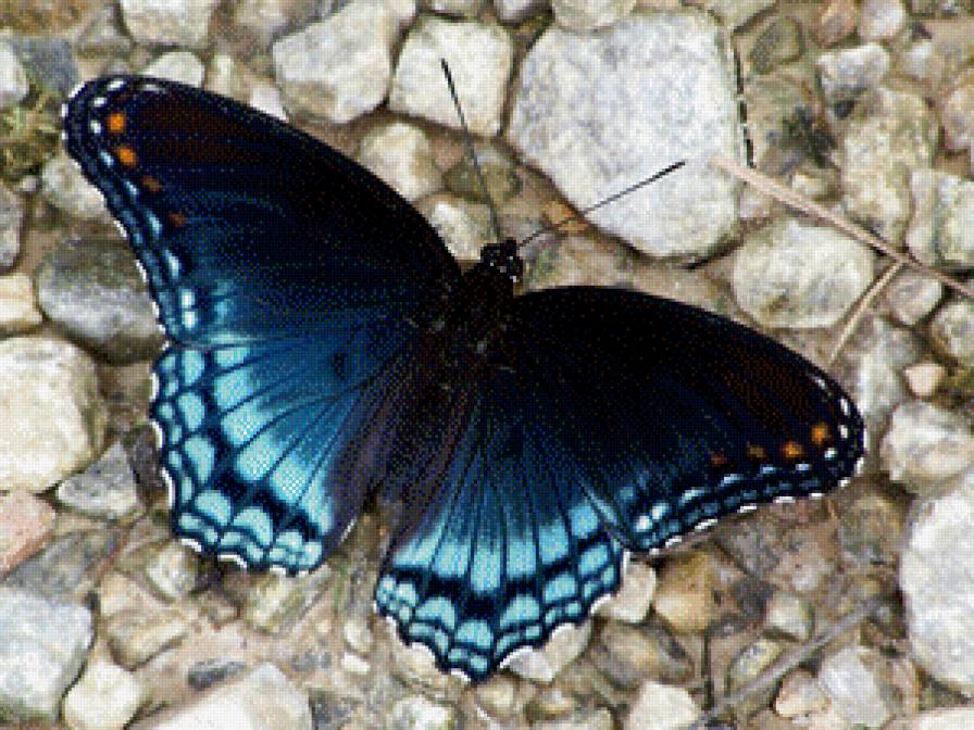 бабочка - бабочки - предпросмотр