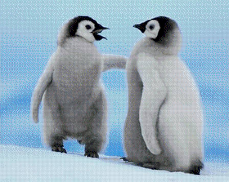 Пингвины - снег - предпросмотр