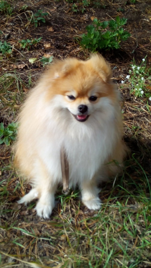 шпиц - животные, собака, шпиц - оригинал