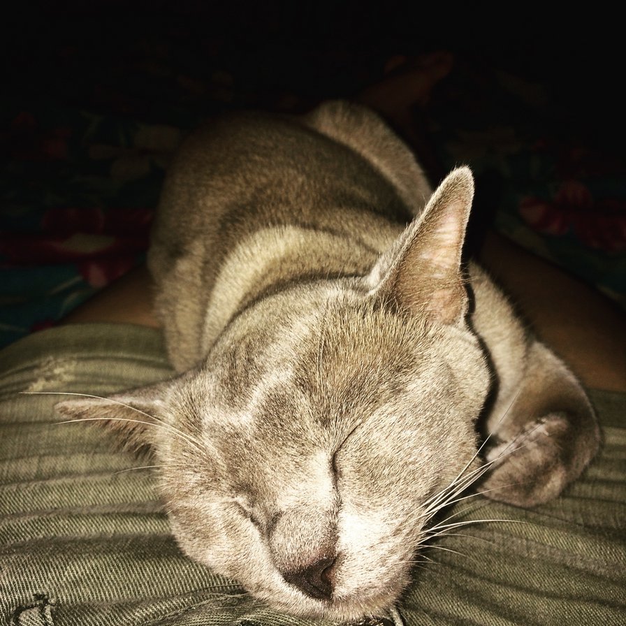 Котик - кот, бурма, животные - оригинал