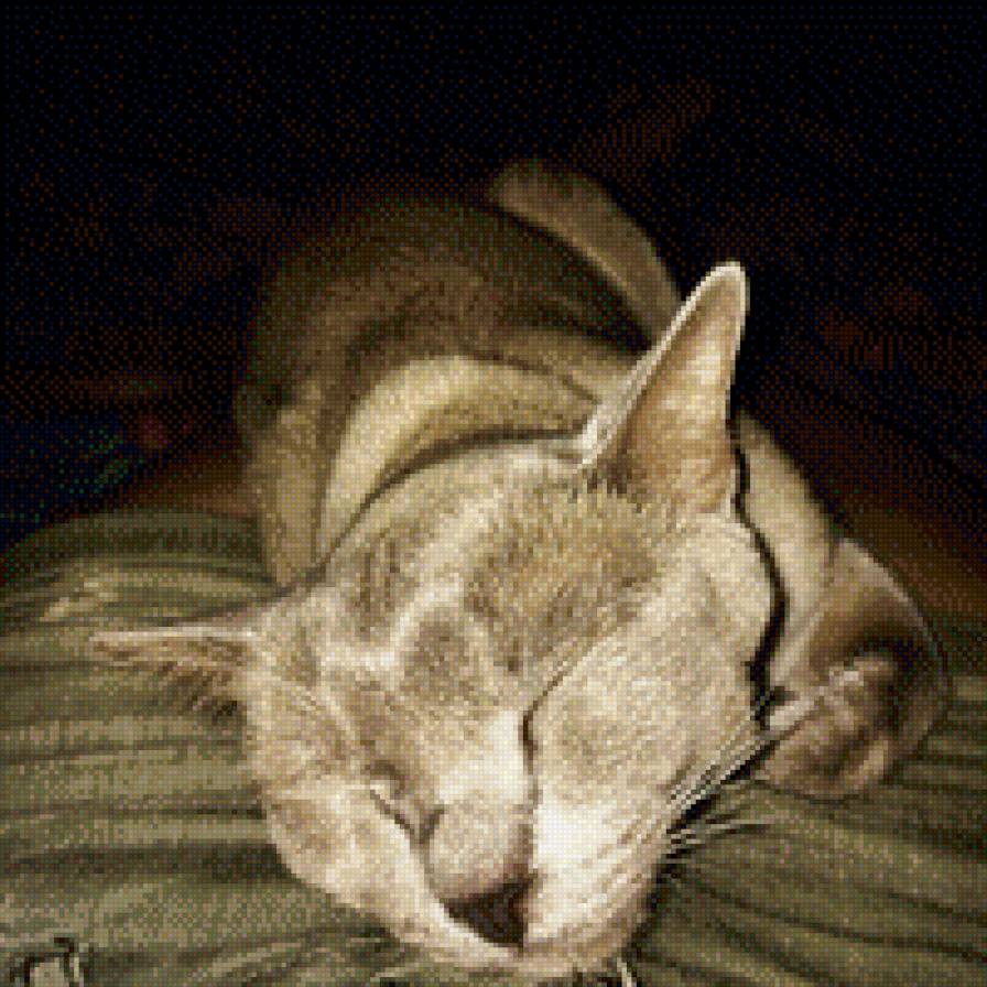 Котик - кот, бурма, животные - предпросмотр