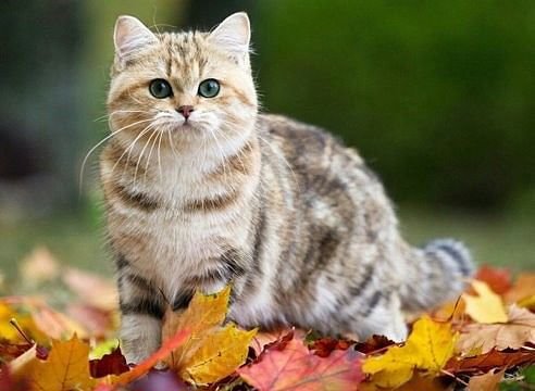 Красавчик - листья, осень, кот, симпатяга - оригинал