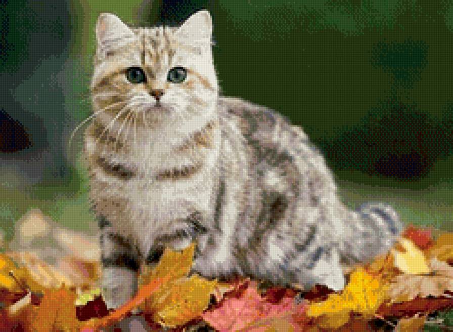 Красавчик - осень, симпатяга, листья, кот - предпросмотр