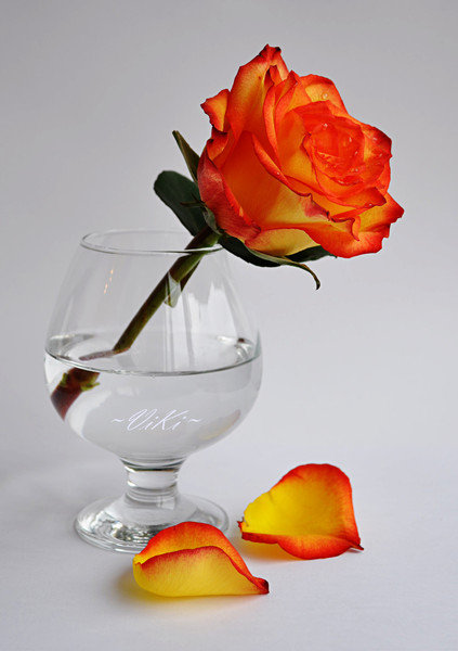 Роза в бокале - роза, цветы - оригинал