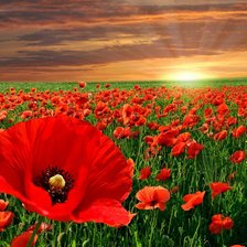 Схема вышивки «маки»