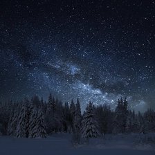 Ночной зимний лес