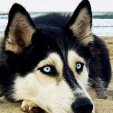 Схема вышивки «хаски»