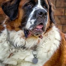 Схема вышивки «собака»