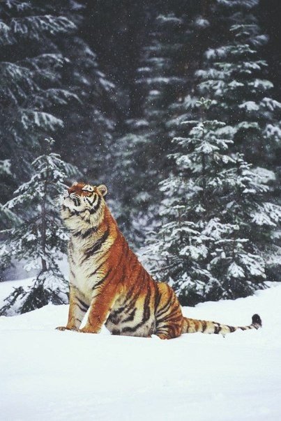 №1106551 - тигр - оригинал