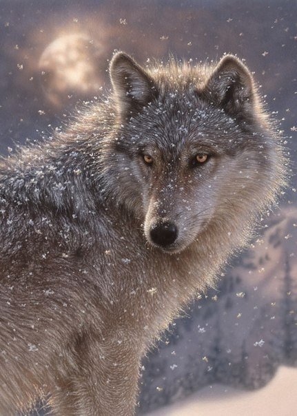 №1106568 - волк - оригинал