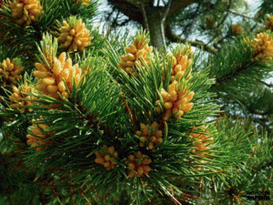 шишки ели - сосны, лес - предпросмотр