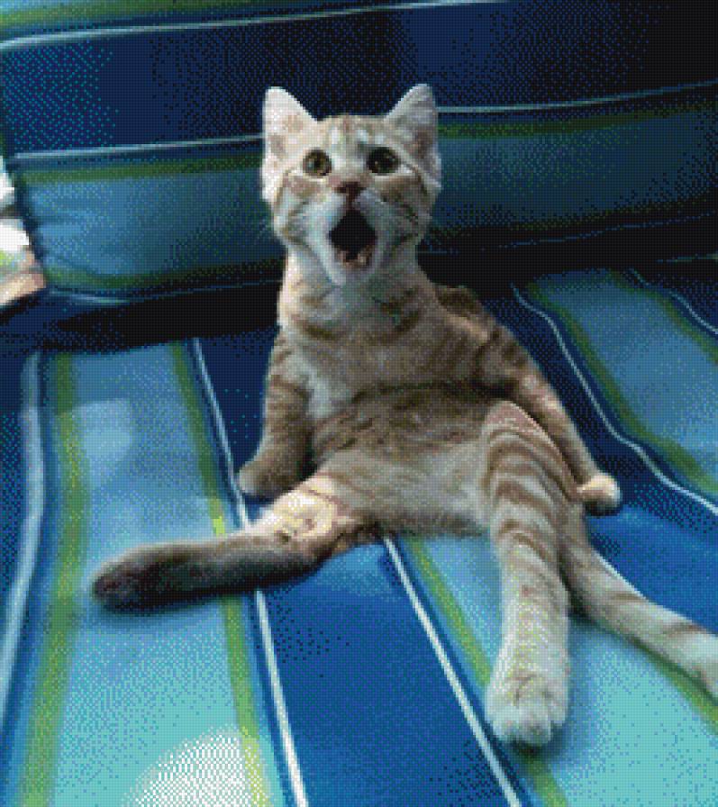 №1107466 - животные, рыжий кот, юмор, кот - предпросмотр