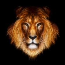 красавец лев