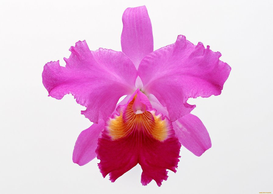 Одна орхидея - цветок, орхидея, одиночный цветок - оригинал