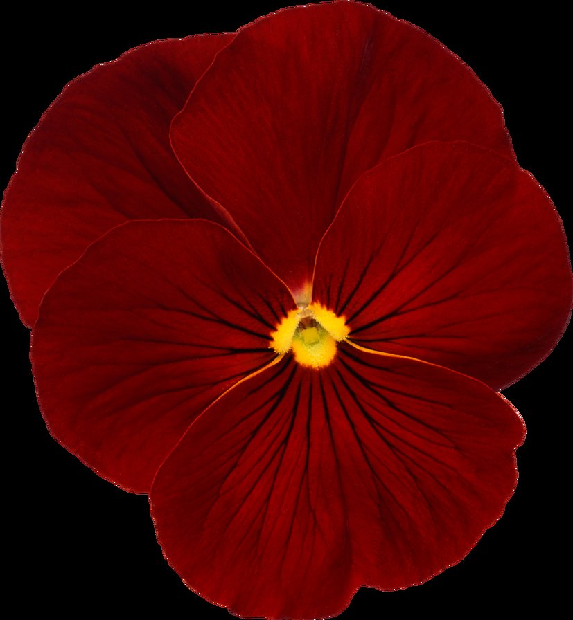 фиалка - оригинал