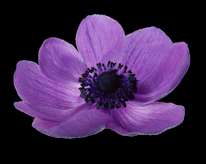 цветочек2 - оригинал