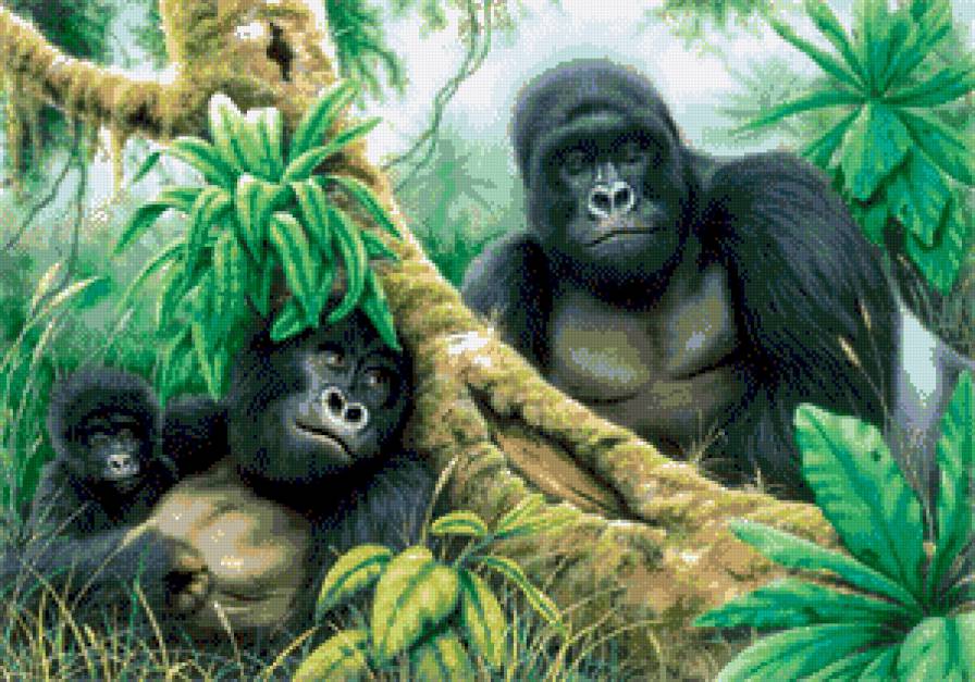 гориллы - предпросмотр