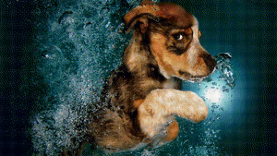 №1108499 - собака - предпросмотр