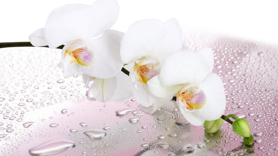 орхидея2 - орхидея, цветы - оригинал