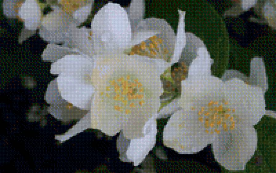 яблоня в цвету - белые цветы, цветы, весенние цветы - предпросмотр