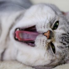 Схема вышивки «Кот»