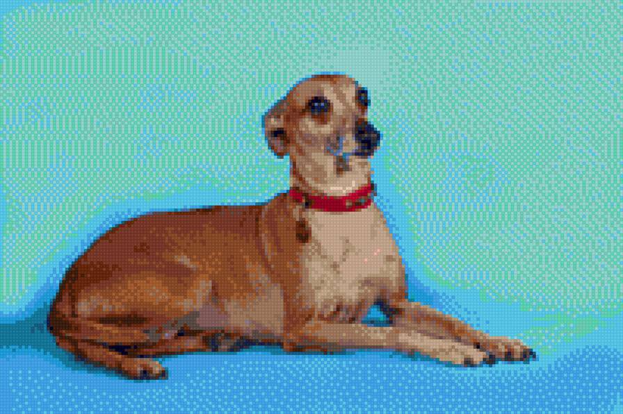 Дуся - собака, дуся, левретка - предпросмотр