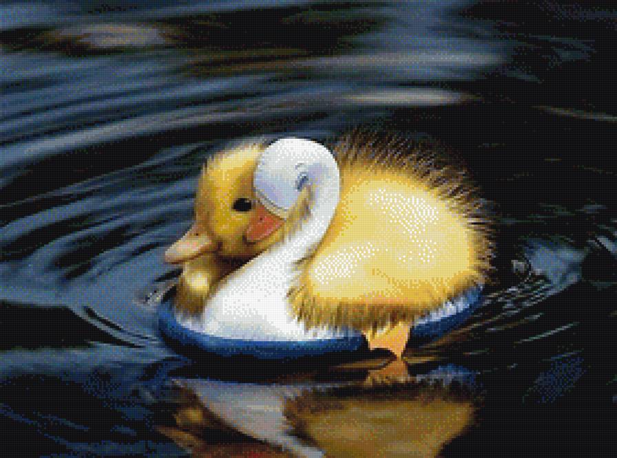 утенок :) - утенок, милые животные, животные, птицы - предпросмотр