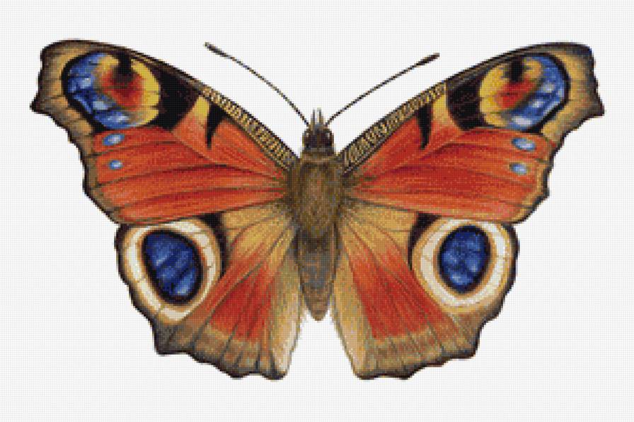 бабочка - насекомые, butterfly, бабочка - предпросмотр