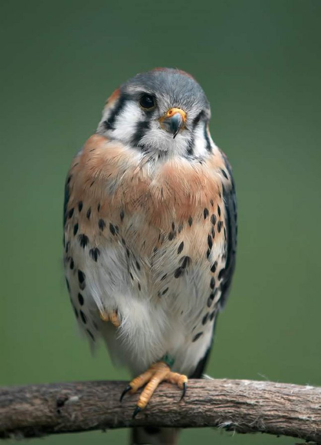 хищная птица на ветке - птицы - оригинал