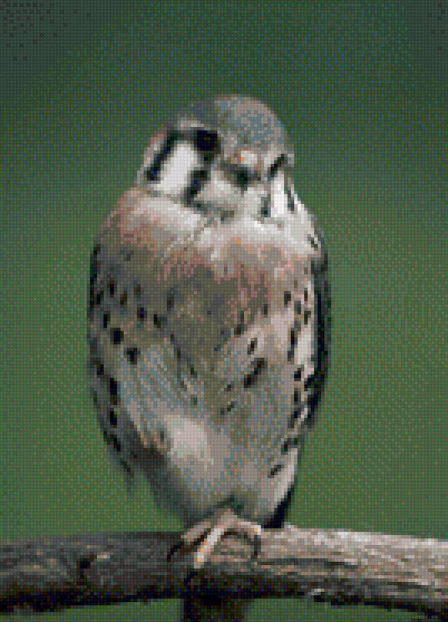 хищная птица на ветке - птицы - предпросмотр