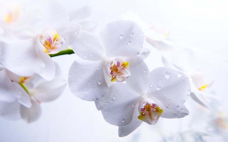 орхидея - белые тона.орхидея, цветы - оригинал