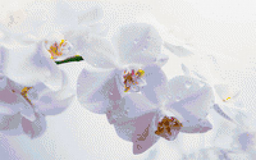 орхидея - белые тона.орхидея, цветы - предпросмотр