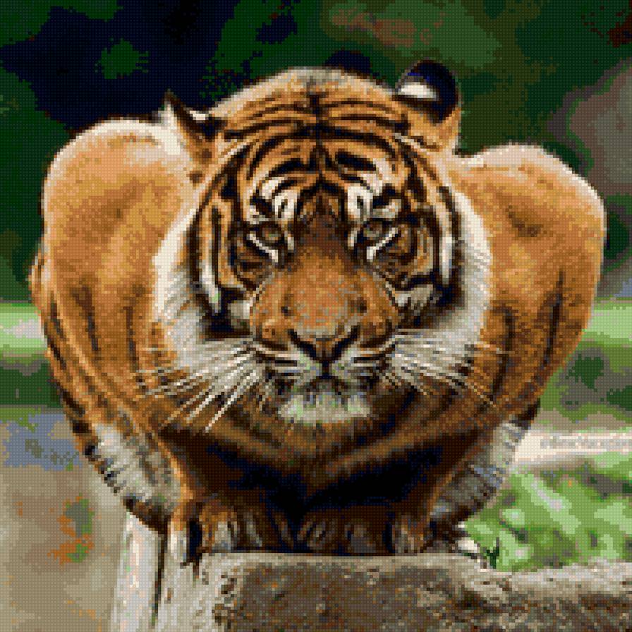 тигр - звери хищник тигр - предпросмотр