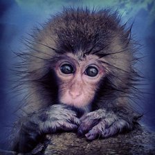 Схема вышивки «Обезьяна»