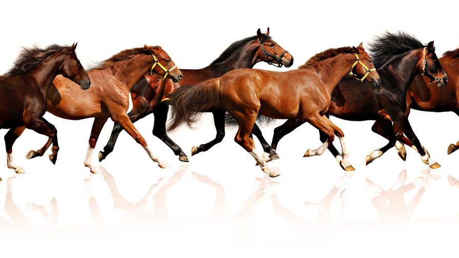 Бегущий табун - животные, лошадь, кони, лошади - оригинал