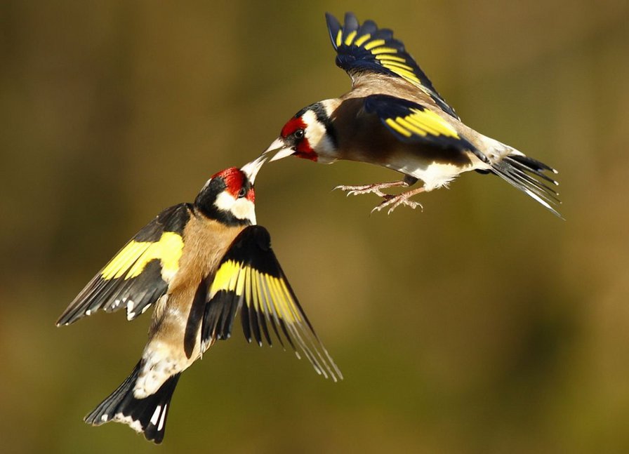 поцелуй - птицы - оригинал