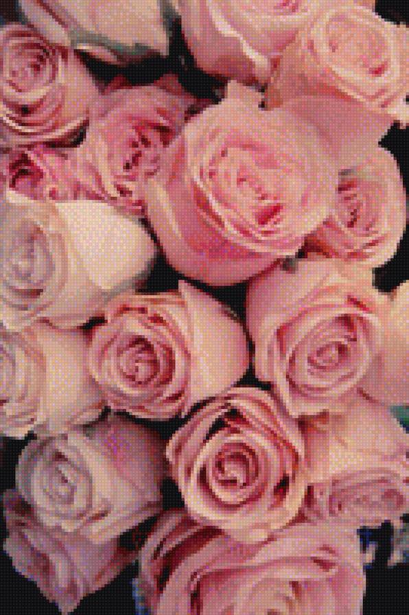 розы - букет, красивый букет, нежные цветы, цветы, розы - предпросмотр