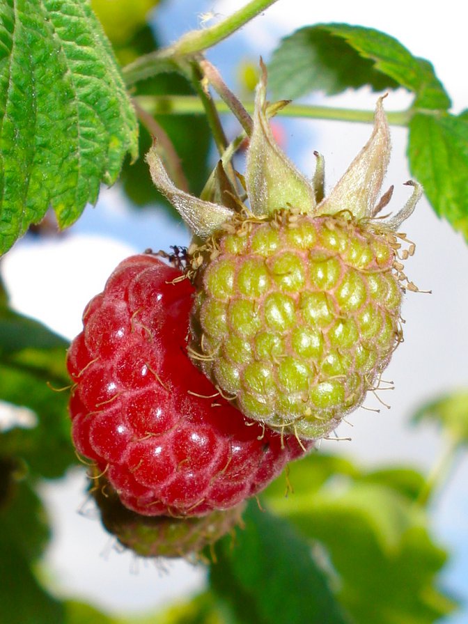 Малинка. - ягода, малина. - оригинал