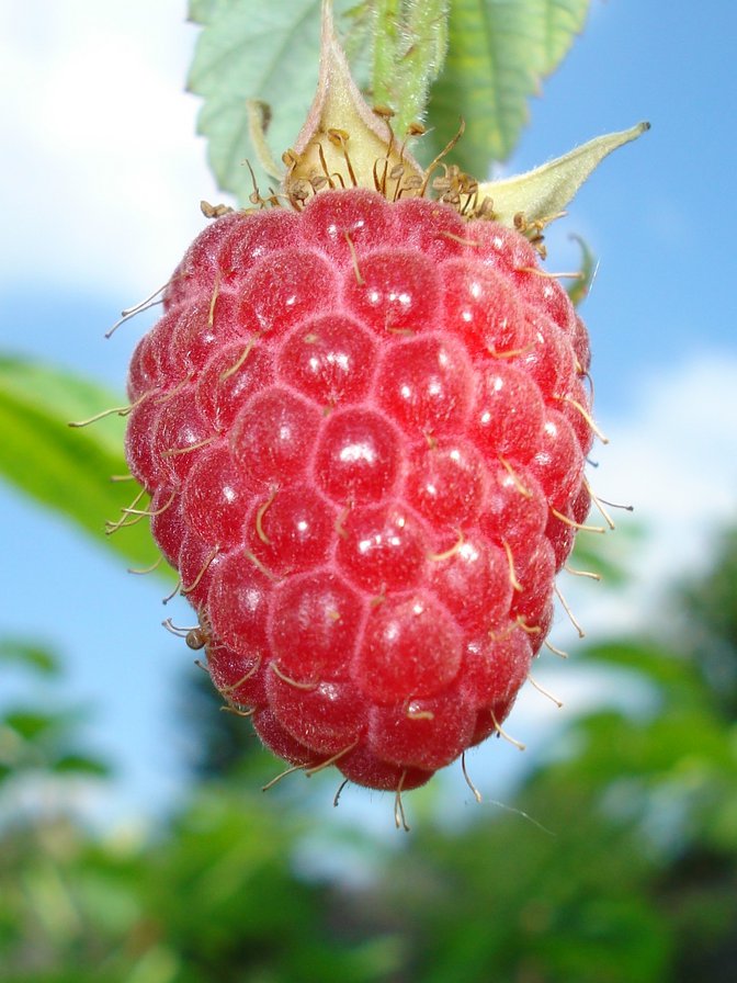 Малина. - ягода, малина - оригинал