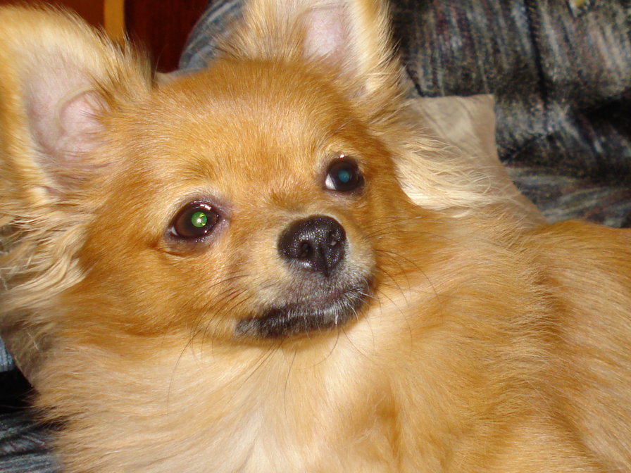 Симочка. - собака, шпиц - оригинал